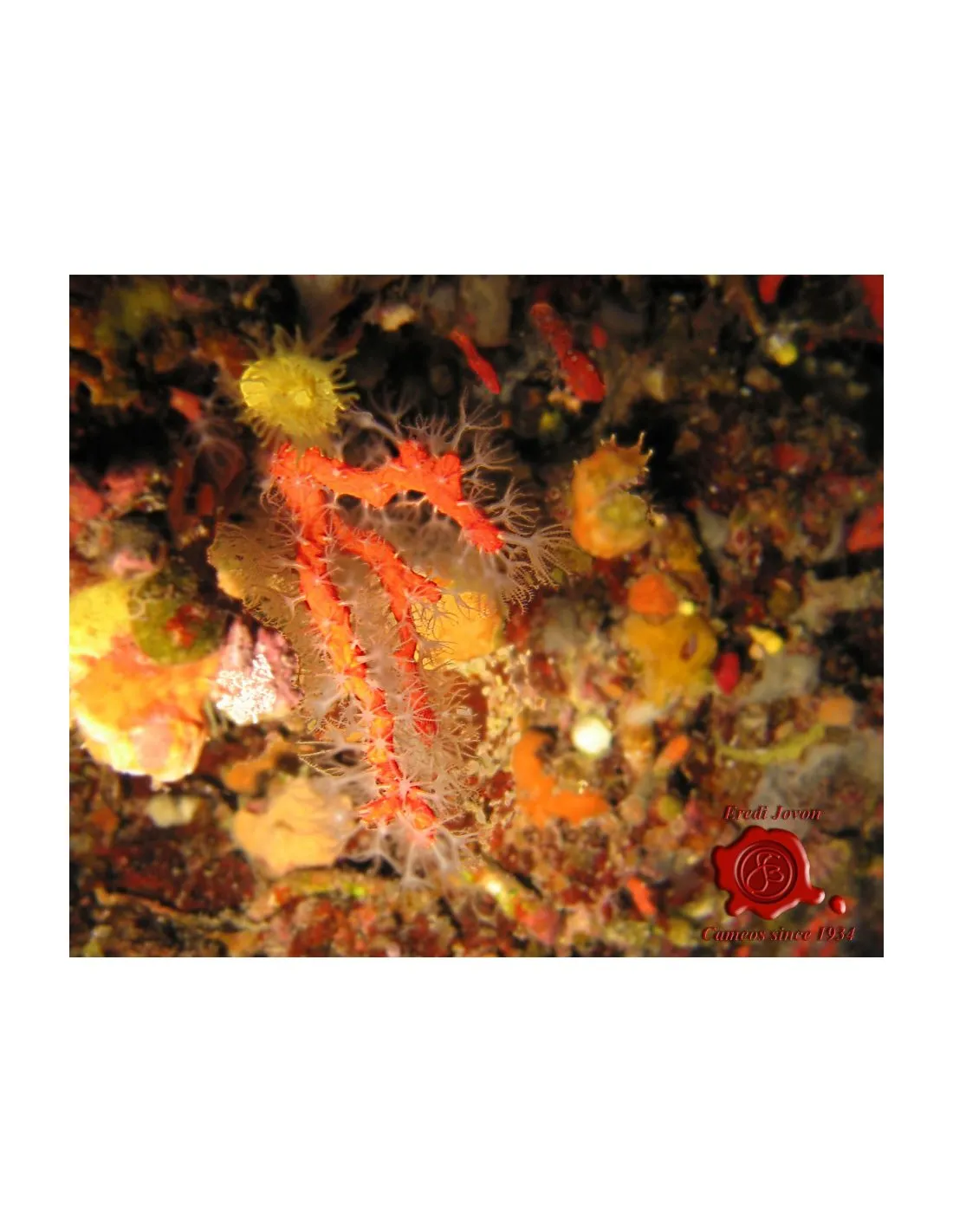 Cuore Corallo Rosso Oro